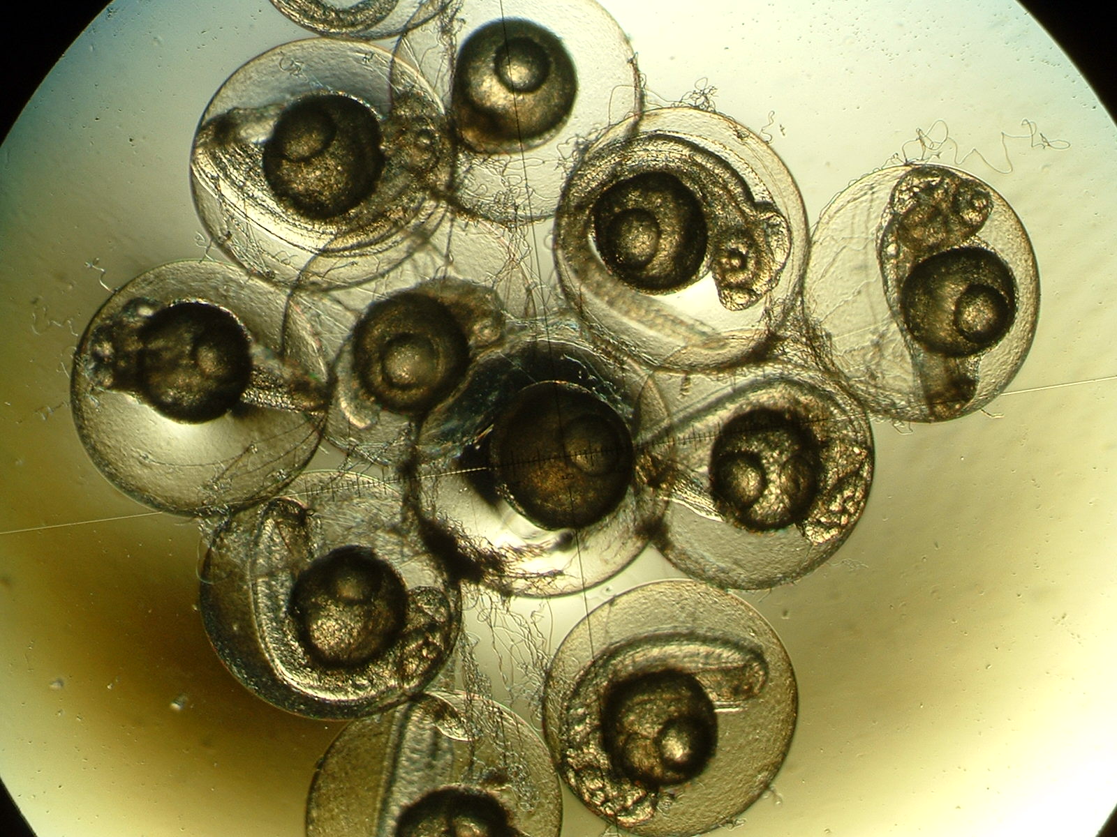 embrioni di pseudochronis fridmani, al microscopio ottico 10x, a 48 ore post fecondazione